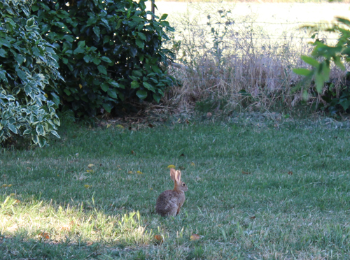 the rabbit visitor